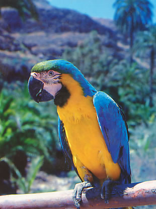 Ara ararauna, Gelbbrustara, Blue and Yellow Macaw, Ara modrokrdla